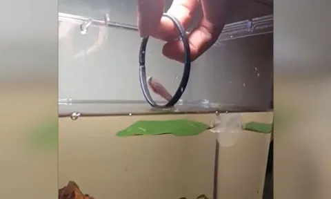 Kinh ngạc chú cá xiêm ‘diễn xiếc’ nhảy qua vòng như nghệ sĩ thực thụ