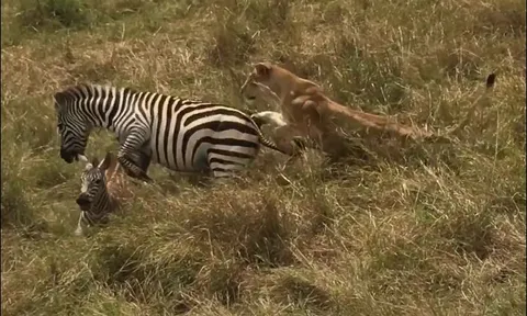 Ngựa vằn đá sư tử ‘lật mặt’ để giải cứu con non