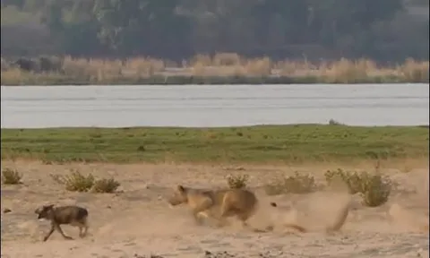 Sư tử cái bất ngờ tấn công, hạ gục chó hoang giữa bãi cát