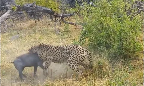 Lợn bướu vùng vẫy tìm sự sống trước báo săn