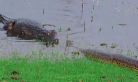 Trăn khổng lồ đối đầu cá sấu và cái kết không ai ngờ