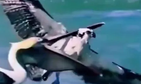 Khoảnh khắc hiếm thấy: Bồ nông ngoạm cổ... 'chúa tể bầu trời'