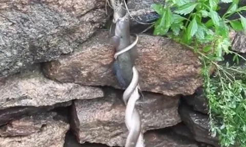 Cảnh tượng khó tin: Cặp đôi rắn và một con cá tạo nên trận chiến treo mình giữa vách đá