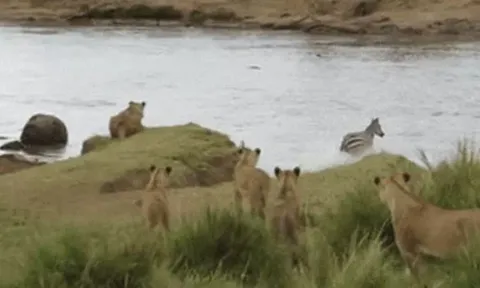 Ngựa vằn ‘bẻ lái’ thoát chết ngoạn mục trước pha phục kích của đàn sư tử