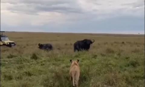 Trâu rừng dũng mãnh, đuổi cả đàn sư tử chạy ‘té khói’