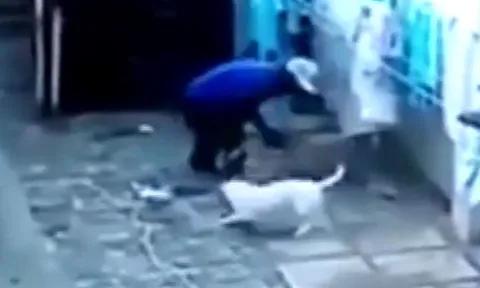 Leo tường vào trộm, thanh niên nhận ‘cái kết đắng’ khi gặp cặp Pitbull giữ nhà