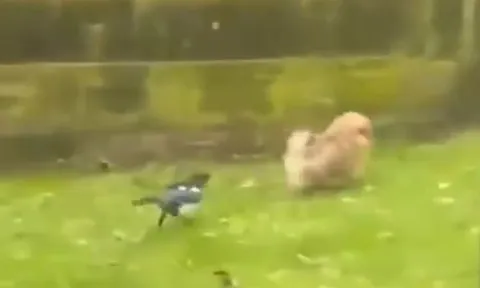 Bị chim phản công bất ngờ, chó hoảng hồn chạy ‘tóe khói’