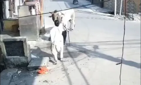 Cụ ông bị ‘bò điên’ húc văng lên không trung