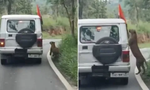 Giây phút kinh hoàng: Bé trai 13 tuổi bị báo hoa mai tấn công trong khu bảo tồn