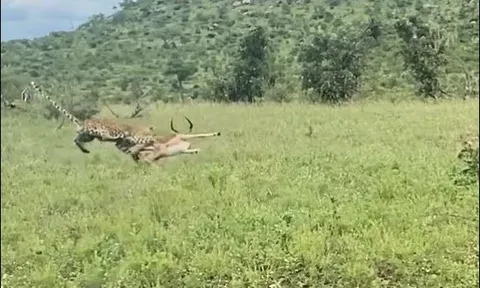 Mải mê ‘thiết đầu công’ với đồng loại, linh dương trở thành bữa ăn ngon cho báo hoa mai