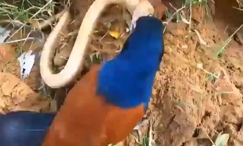 Không ngán nọc độc, bìm bịp tung đòn liên tiếp khiến rắn hổ mang tháo chạy