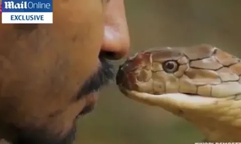 Chàng trai liều mạng hôn rắn hổ mang chúa và cái kết ‘thót tim’