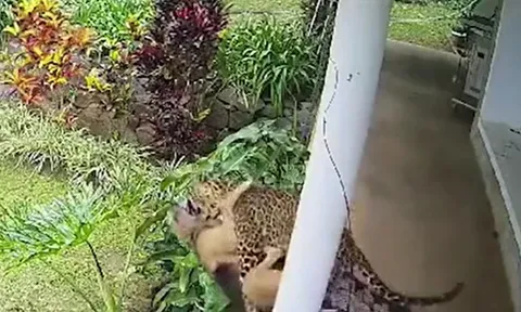 Thấy chó cưng bị báo hoa mai tha đi, chủ nhà tay không lao ra giải cứu và cái kết