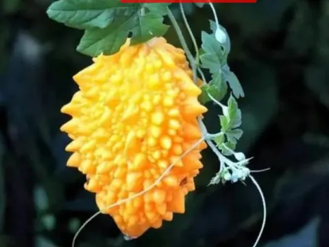 Có 1 loại “khổ qua ngọt”, quả chín ăn trực tiếp như trái cây, giá 130.000đ/kg, dân hái không đủ bán - là loại khổ qua gì vậy?