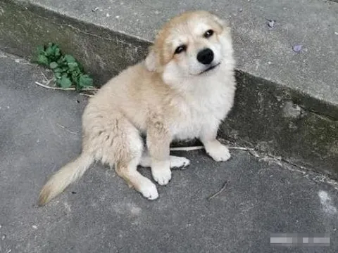 Bỗng dưng chó mèo đến nhà đừng xua đuổi, đó là tín hiệu tài lộc đang ùa về, giàu sang sắp gõ cửa