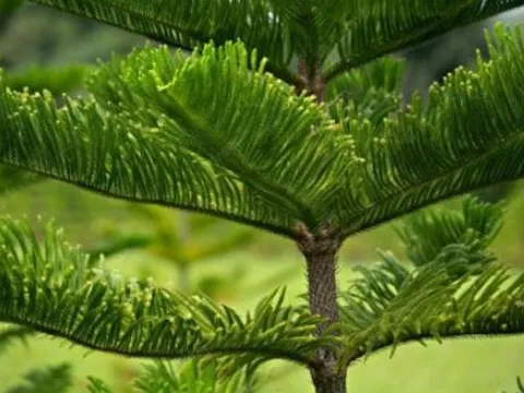 Cây âm là gì và tại sao tổ tiên khuyên không nên trồng trước cửa nhà để tránh tài lộc tiêu tán