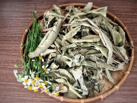 1 loại lá phơi khô có vị thanh mát tốt ngang insulin tự nhiên, là ‘‘bài thuốc’’ giúp hạ đường huyết, giảm mỡ máu hiệu quả: Việt Nam có rất nhiều