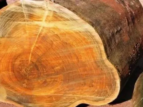 Có một loại gỗ nghe tên đã thấy 'đỏ mặt', giá cao gấp 8000 lần so với gỗ thông thường, đó là?