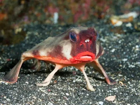 Loài cá hiếm có ngoại hình kì lạ, sở hữu đôi môi đỏ như thiếu nữ khiến ai cũng sửng sốt