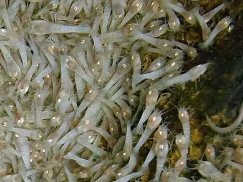 Tại sao tôm sống trong miệng núi lửa ở nhiệt độ 450°C?