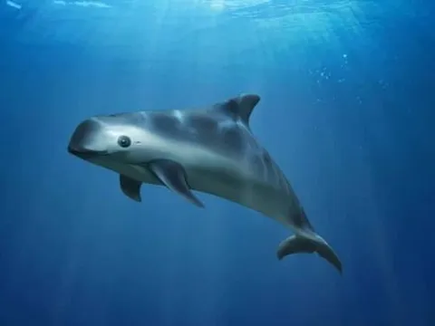 Loài cá biển hiếm nhất thế giới sắp tuyệt chủng: Chỉ còn đúng 10 con trong tự nhiên