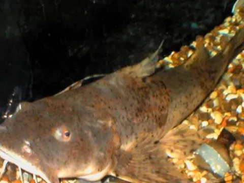 Sông Hồng sở hữu 4 loại cá quý hiếm bậc nhất, nguy cơ tuyệt chủng: Có loại cá 'tiến vua' 10 triệu/kg