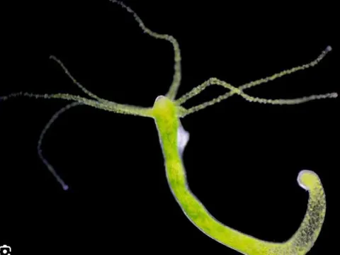 Top những sinh vật ‘sống lâu trăm tuổi’ trên thế giới, vị trí số 1 gây bất ngờ khi bất tử?