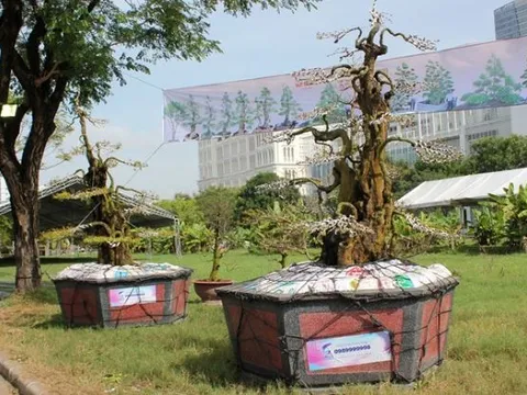 Cặp khế dáng ‘quân tử’ 300 tuổi: Thân cứng như đá, thuộc loại hàng hiếm, từng được bán với giá 15 tỷ