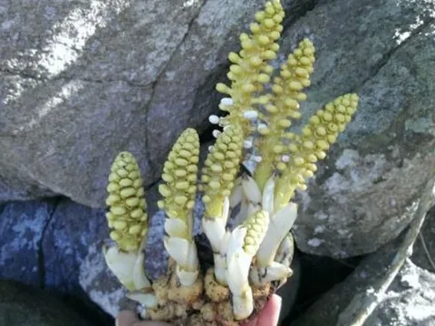 Người nông dân từng ‘trúng số độc đắc’ khi tình cờ đào được ‘kho báu’ giá trị hàng tỷ đồng