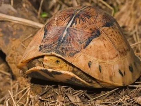 Hé lộ loài vật quý hiếm của Việt Nam được thế giới đặc biệt quan tâm, săn bắt sẽ bị truy tố hình sự