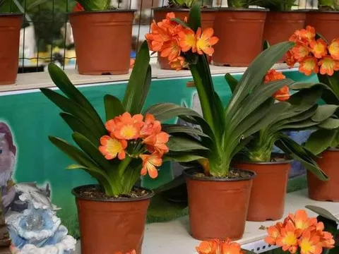 Sáu loài hoa này đều thích “uống dấm”, nếu bạn cho một ít mỗi ngày thì lá và rễ xanh sẽ phát triển mạnh mẽ