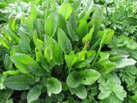 Loài cỏ dại mọc đầy đường không ai để ý, là 'thần dược' có giá trị không tưởng, chữa được đủ thứ bệnh