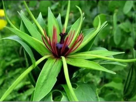 Loại cỏ dại từng phổ biến ở vùng nông thôn, giờ được coi như 'sâm quý', có thể chữa ho, hen suyễn và chống ung thư