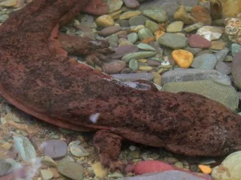 Người công nhân ‘sang chấn' khi phát hiện con vật quý hiếm có thể phát ra tiếng khóc như trẻ em