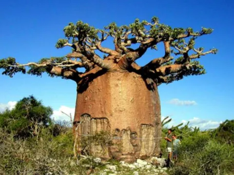 Việt Nam sở hữu loài cây độc nhất thế giới: Chứa lượng nước khủng, nuôi sống cả nhà trong nửa năm