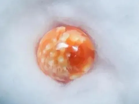 Người phụ nữ nghèo nhặt được viên ngọc trai quý hiếm trong lúc nấu ăn, giá trị bằng cả căn nhà