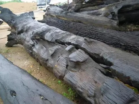 Máy xúc đào trúng cây gỗ tỏa hương ngào ngạt, là gỗ gì mà được định giá hơn 349 tỷ đồng?