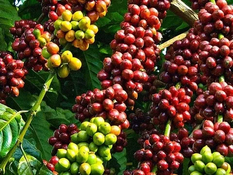 Giá nông sản ngày 3/1/2025: Cà phê và hồ tiêu tiếp tục giữ mức cao