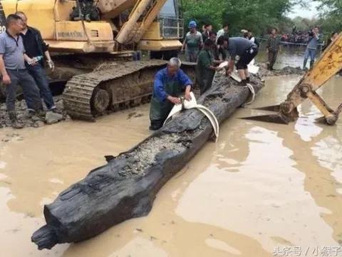 Người đàn ông đào được gỗ quý 350 tỷ, 'đổi đời' sau 1 đêm nhưng lại bị làng xóm bàn tán, ganh tị