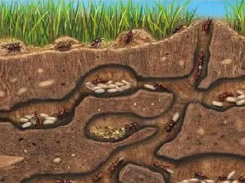 Theo một nghĩa nào đó, kiến ​​là sinh vật tiến hóa hoàn hảo nhất trên trái đất