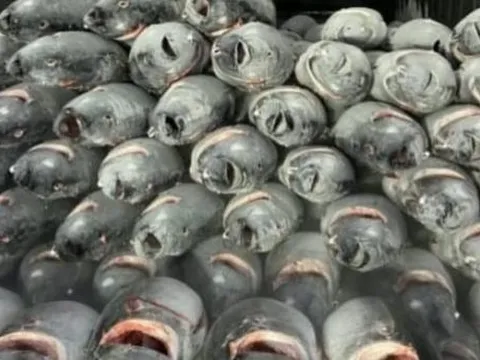 Việt Nam có 1 loại siêu thực phẩm đang ‘đắt như tôm tươi’, xuất khẩu tăng trưởng 3 chữ số, hơn 1/3 thế giới liên tục chốt đơn