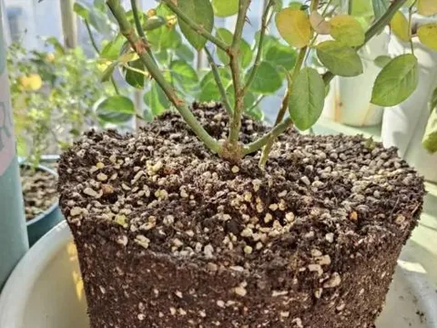 5 loại 'chất làm tơi đất tự nhiên', cho một ít vào chậu hoa, đất sẽ mềm như bánh mì!