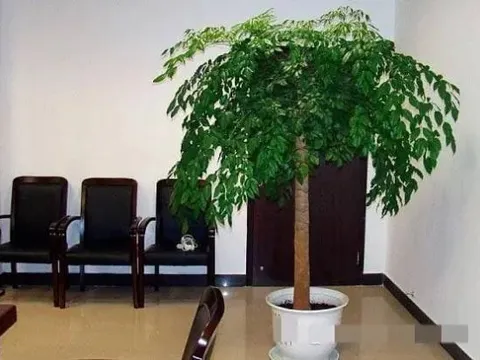 Người xưa có câu: “Trong nhà có hai cây thì dù không giàu cũng có phước”, một trong hai cây này có thể “bảo vệ nhà”