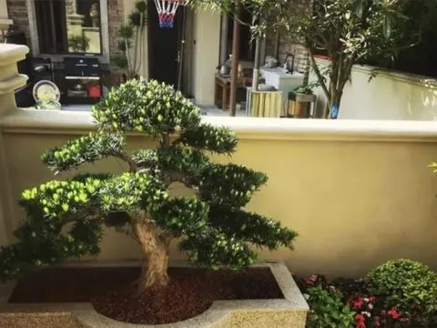 Nhìn phòng khách của người giàu có thể không có các loài hoa khác, nhưng “ba loài này” không thể thiếu!