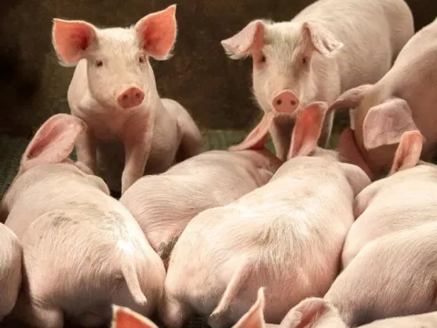 Giá heo hơi ngày 4/1/2025: Đà tăng quay trở lại trên cả ba miền 