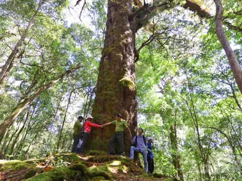 Cây cổ thụ quý hiếm 1.100 tuổi - ‘báu vật’ của Việt Nam, được người bản địa tìm mọi cách bảo vệ