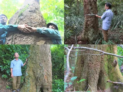 Làng có hơn 1 nghìn cây cổ thụ trăm tuổi thuộc loại gỗ quý ở Việt Nam: Giá 25 triệu/m3, được người dân xem là ‘báu vật’