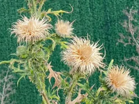 Loại cây cổ xưa toàn thân là “vàng”, người Việt hái đem bán kiếm bộn tiền, 130 nghìn đồng/kg