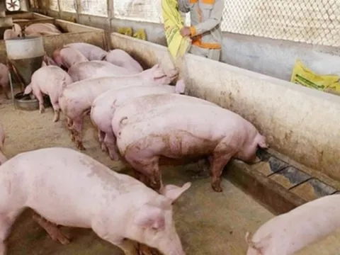 Giá heo hơi ngày 6/1/2025: Miền Nam tăng nhẹ, các khu vực khác ổn định 