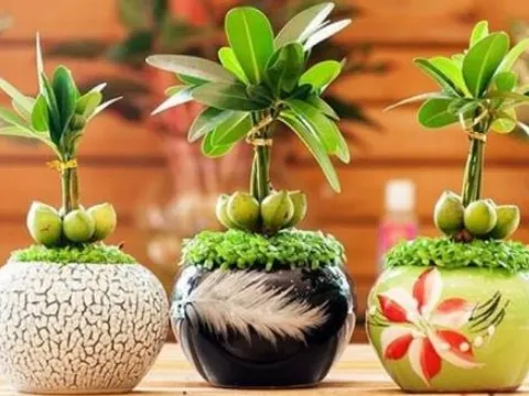 6 loại cây trồng cuối năm vừa hợp phong thủy lại chiêu tài lộc